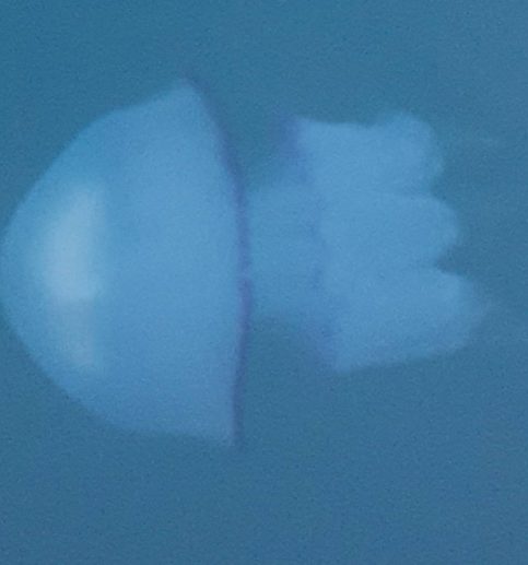 медуза крым фото